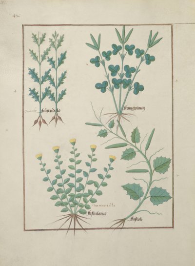 Filipendula; Fistularia and Faseolus, illustration from The Book of Simple Medicines by Robinet Testard
